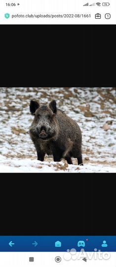 Мясо дикого кабана