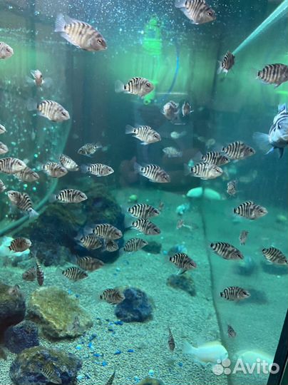 Аквариумные рыбки