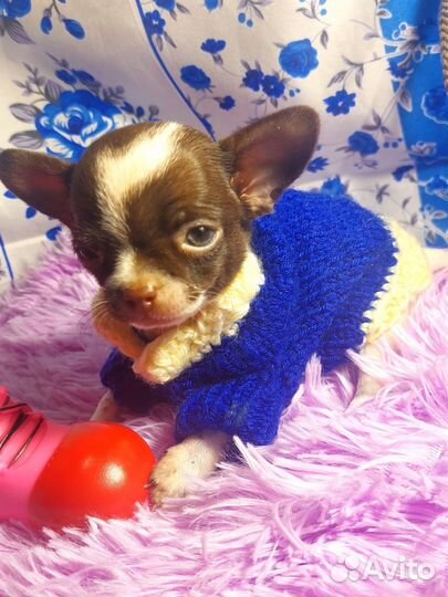 Мини малыш чихуахуа