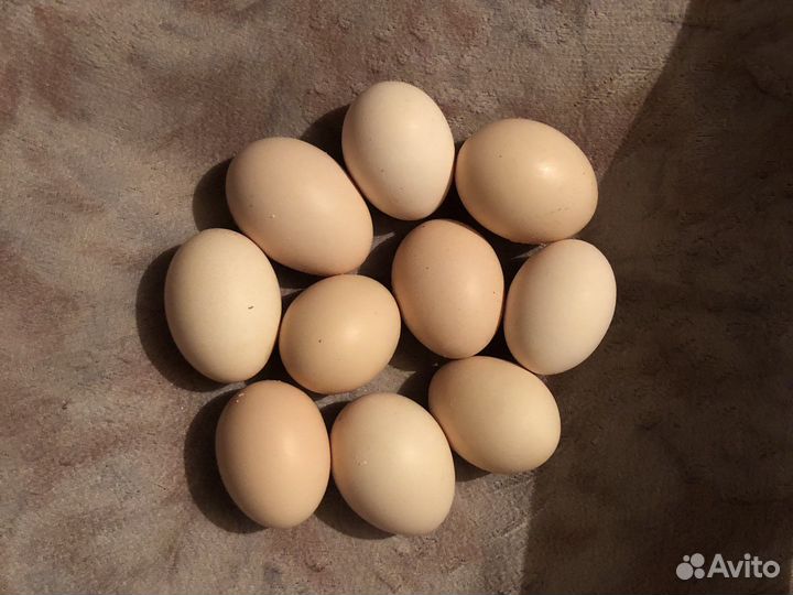 Домашние куриные яйца