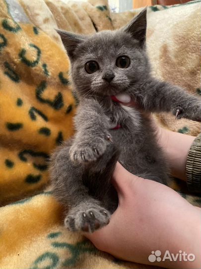 Шотландские котятки