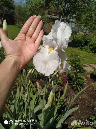 Ирис -гигант белый