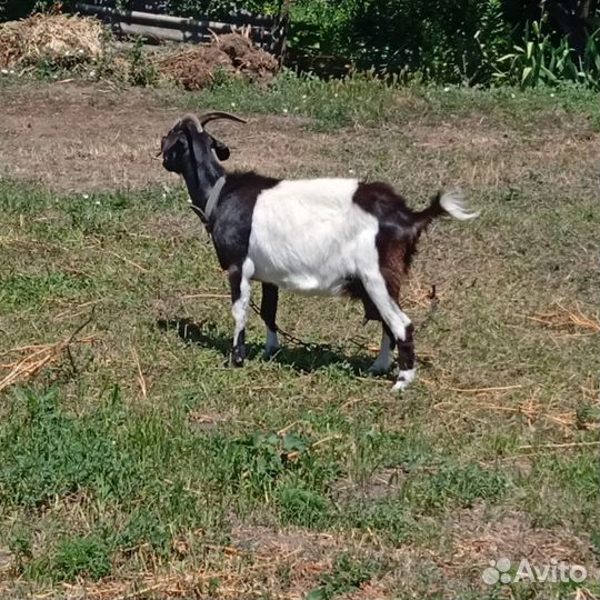 Козы дойные