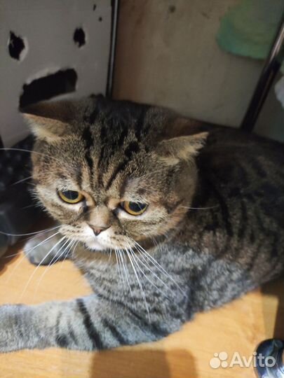 Отдам кошек шотландскую вислоухую и найденыша