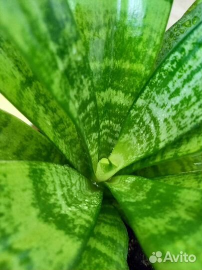 Сансевиерия ханни Филиппин