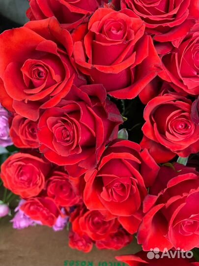 Розы Эквадор опт. от 500 шт. предзаказ с плантации
