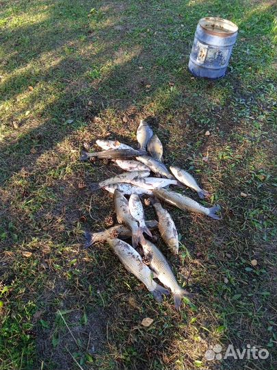 Рыба в пруд для зарыбления