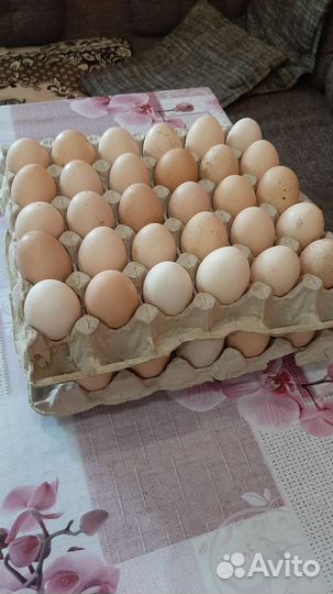 Домашние куриные яйца