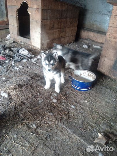 Щенки хаски, девочки