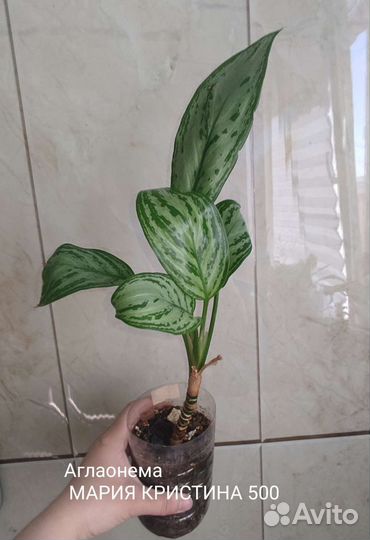 Аглаонема цена на фото