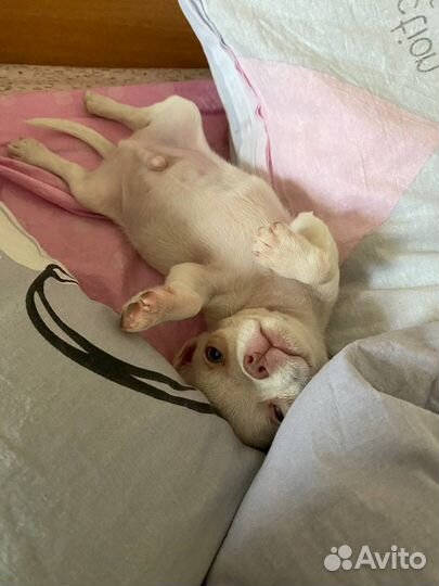 Вязка чихуахуа мальчик