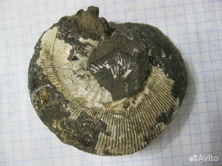 Останки доисторических молюсков юрского периода