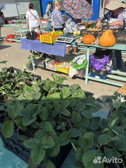 Рассада клубники