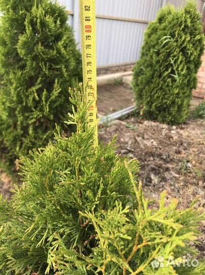 Туя смарагд