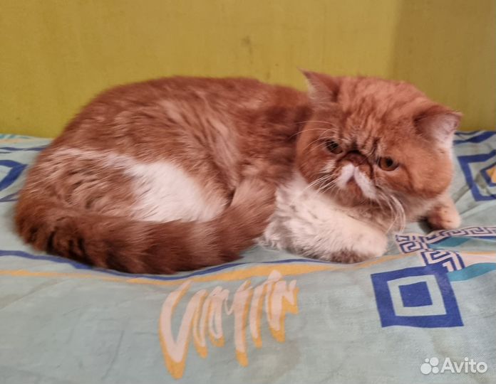 Экзотический красавчик