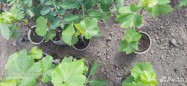 Саженцы винограда