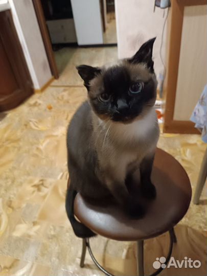 Тайская кошка в добрые руки