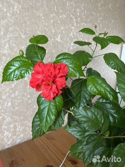 Гибискус махровый красный