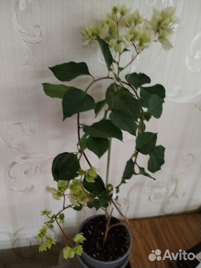 Комнатные цветы