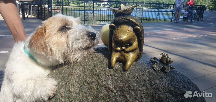 Щенки джек рассел терьер жесткошерстных