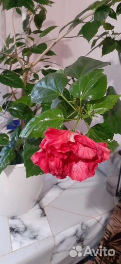 Сортовые гибискусы
