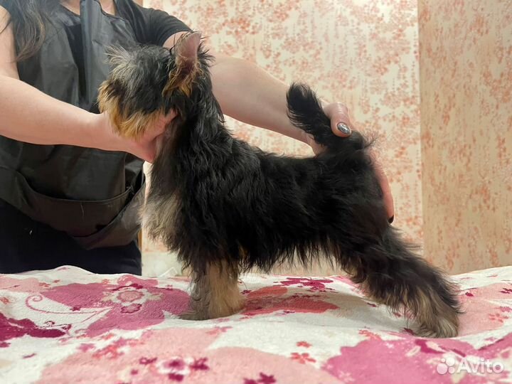 Йоркширский терьер