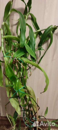 Золотой ус, Каллизия душистая