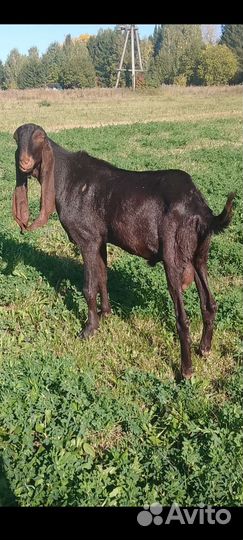 Коза альпо- нубийская