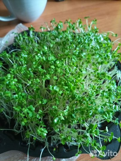 Микрозелень брокколи рапини