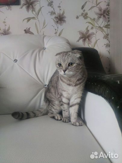 Шотландская кошка