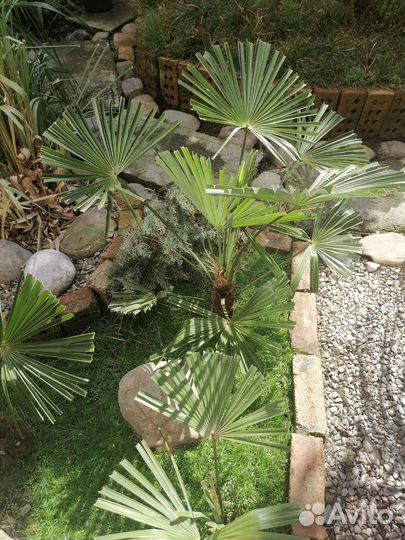 Пальма трахикарпус форчуна