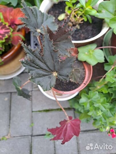 Бегония Клеопатра