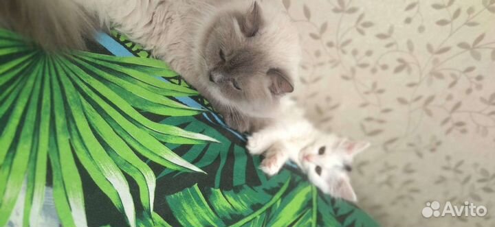 Передержка домашних животных