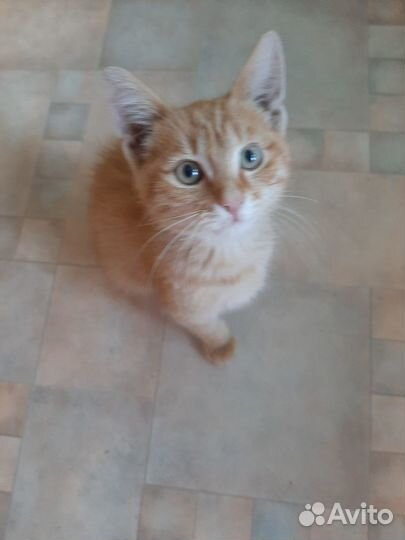 Отдам в добрые руки