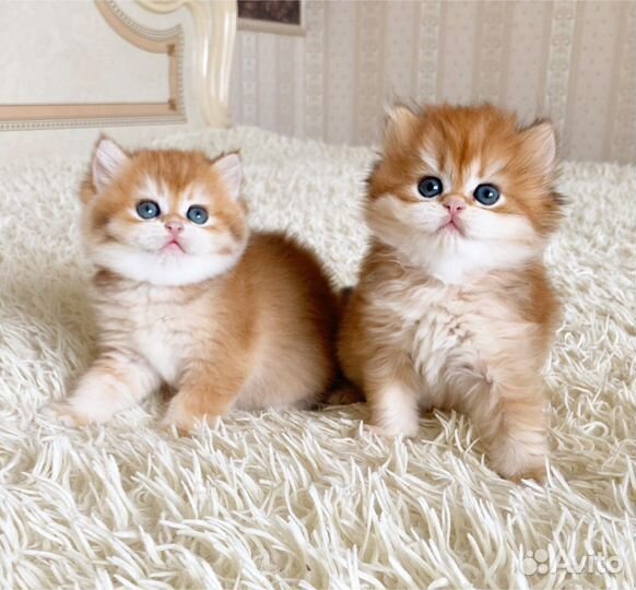 Британская золотая шиншилла