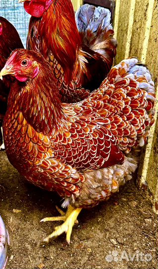 Виандот с голубым окаймлением