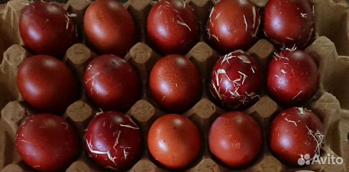 Маран черномедный инкубационное яйцо, цыплята