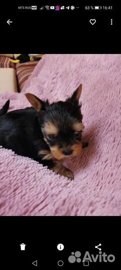 Йоркширский терьер супер мини