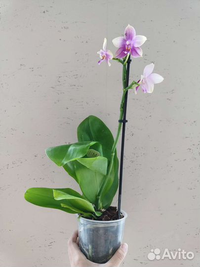 Орхидея Лиодоро