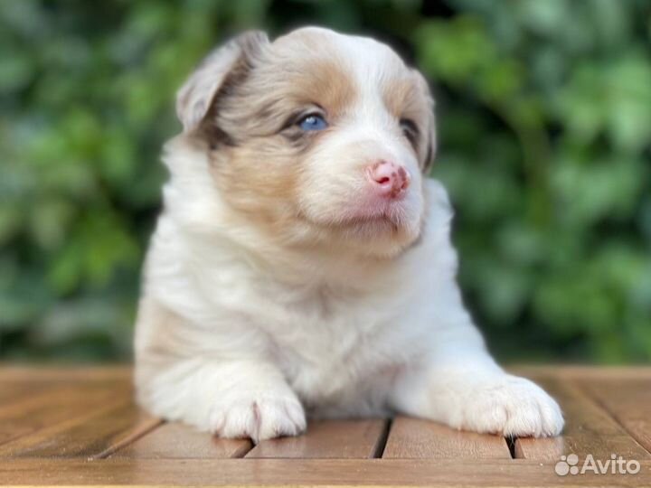 Бордер колли. Девочки и мальчики для вас