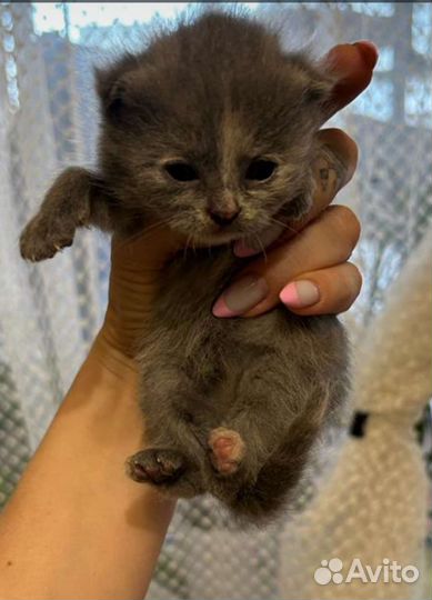 Котята