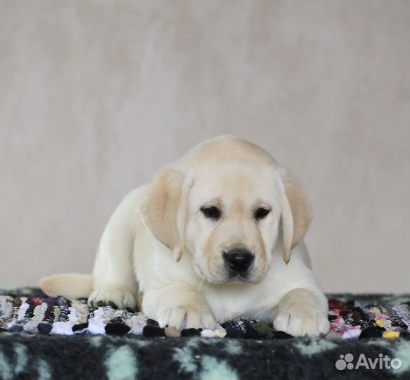 Лабрадора щенки от чемпионов