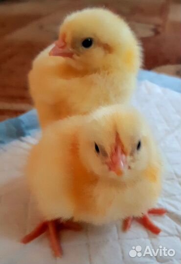 Инкубационное яйцо, цыплята