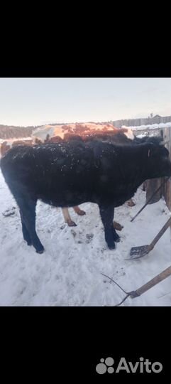 Продаю телку