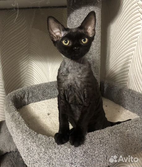 Котята девон-рекс