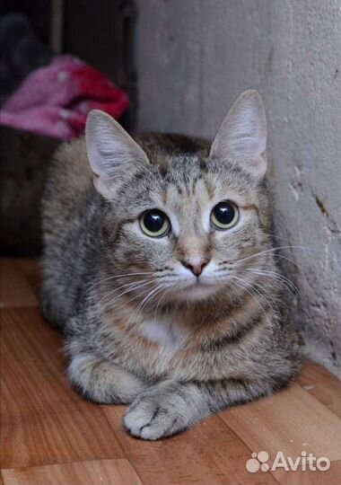 Маркиза ищет дом