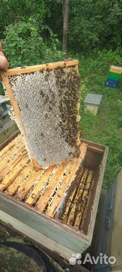 Черноклен. Майский Мед 2023