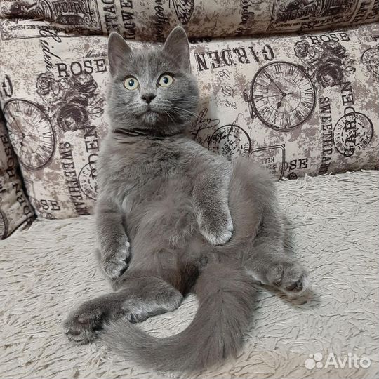 Русская голубая