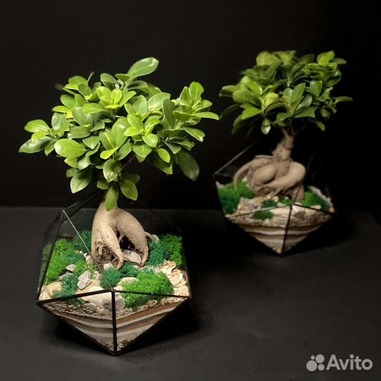 Флорариум Бонсариум