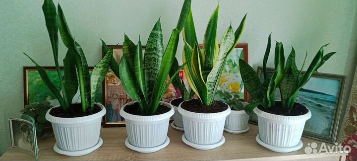 Сансевиерия